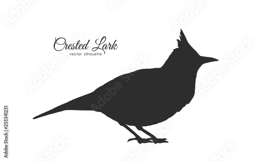 Silhouette of Crested Lark. Little bird on white background