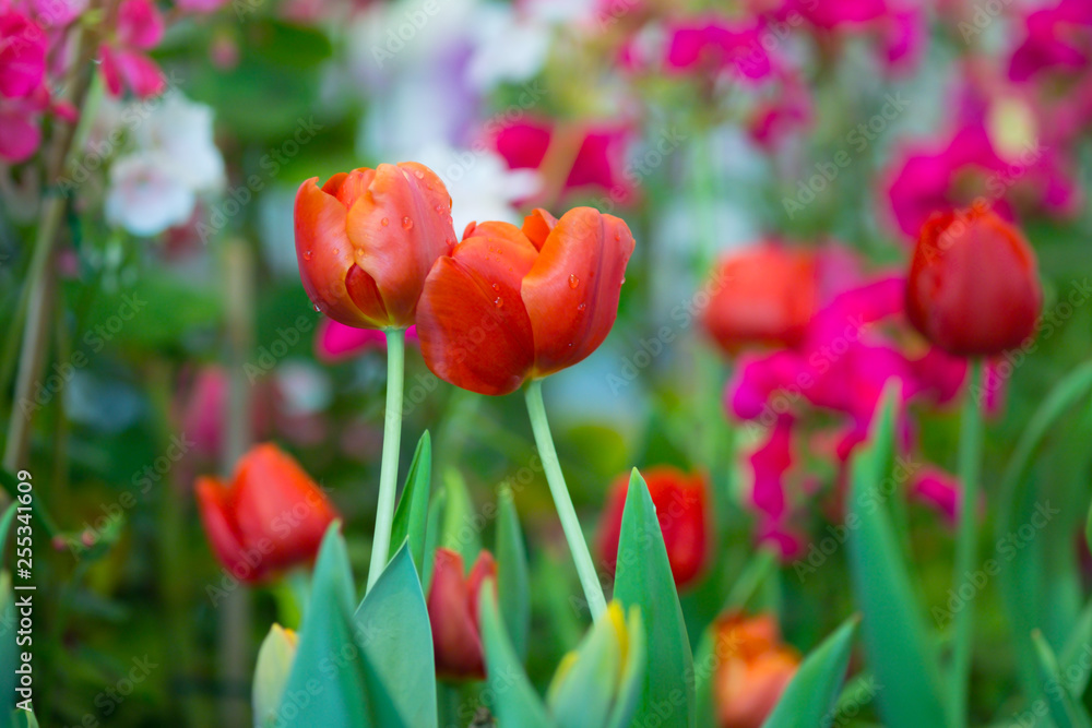 Red tulip plants.