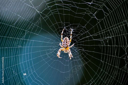 Spider web. Spider in the web. Hunter.