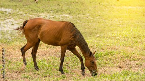 Red horses eat grass on the ground.