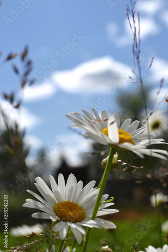 Summer meadows chamomile