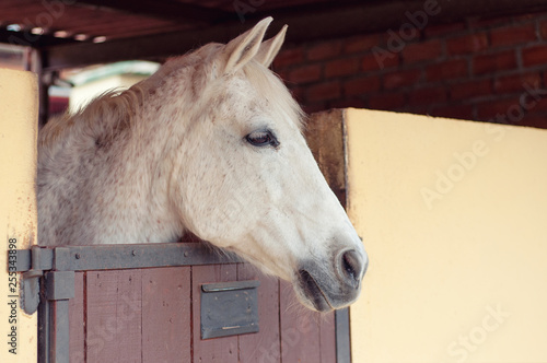 Beautiful horse in a stall. Andalusian breed.