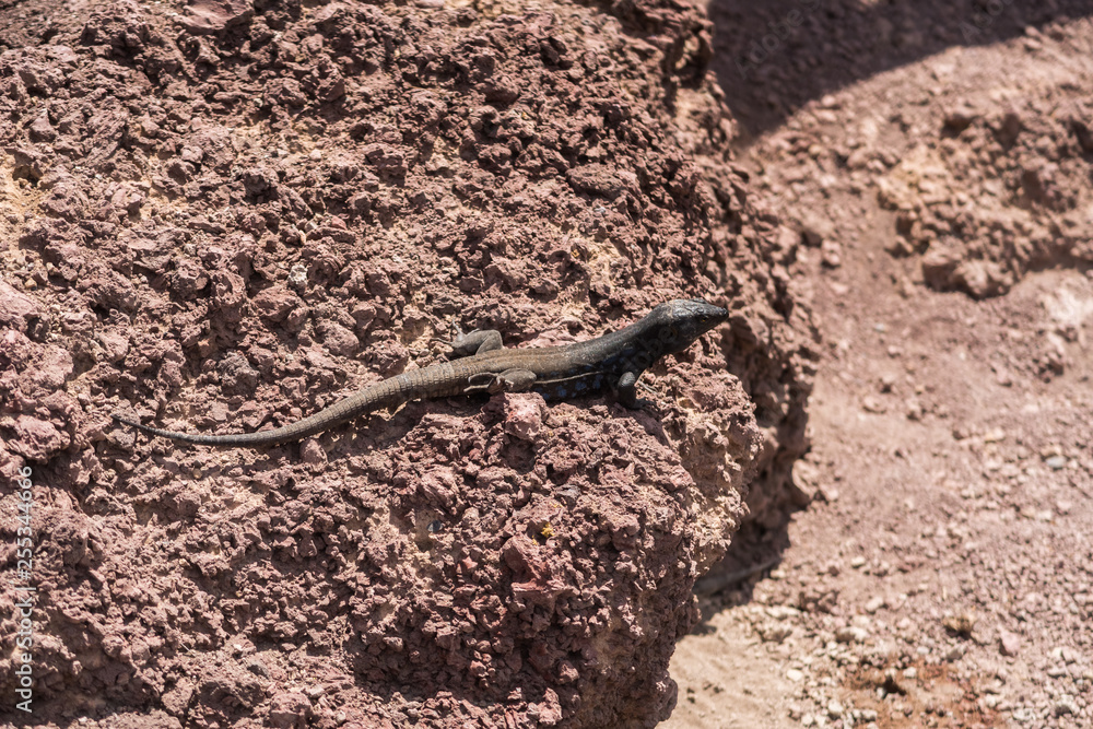 Lizard on the rocks, Gallotia Galloti - Tenerife Lizard on the rocks, Gallotia Galloti - Tenerife