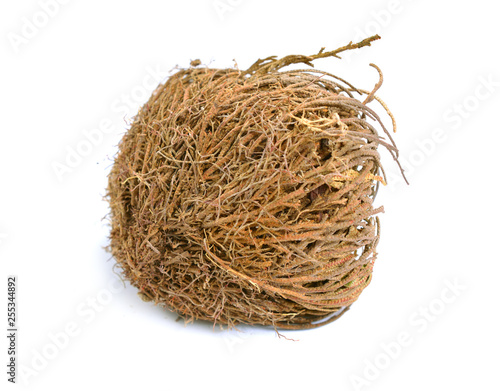 Fotografía Selaginella lepidophylla or Lycopodium lepidophyllum dried, isolated