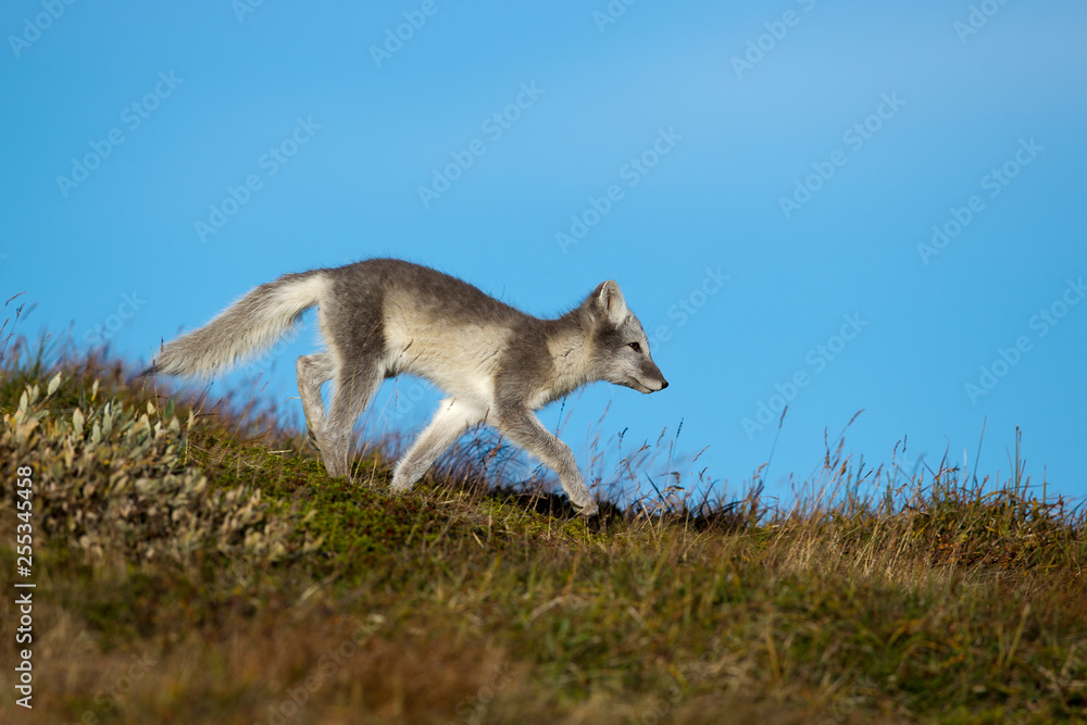Ein freigestellter laufender, junger hellgrauer Polarfuchs vor blauem Himmel in der Seitenansicht Ein freigestellter laufender, junger hellgrauer Polarfuchs vor blauem Himmel in der Seitenansicht