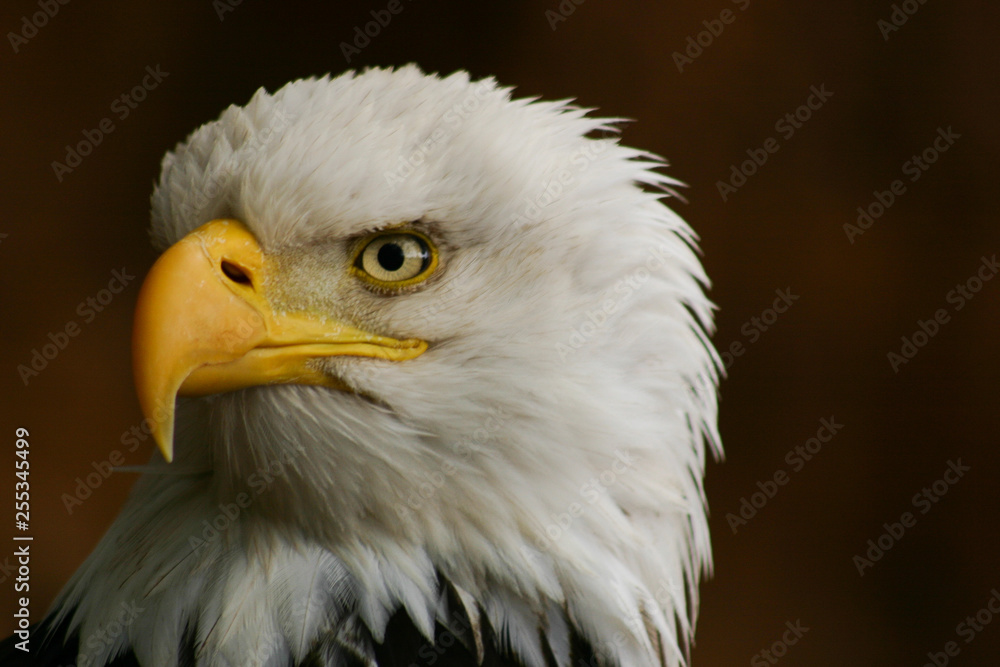 Obraz premium Bald Eagle