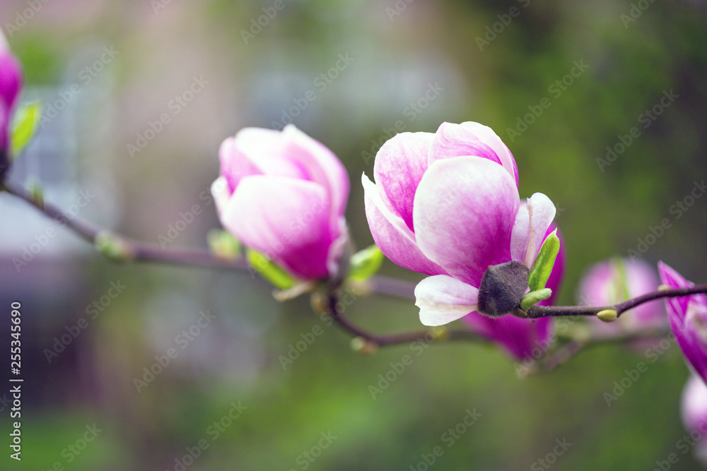 Fototapeta premium branch of a blooming magnolia