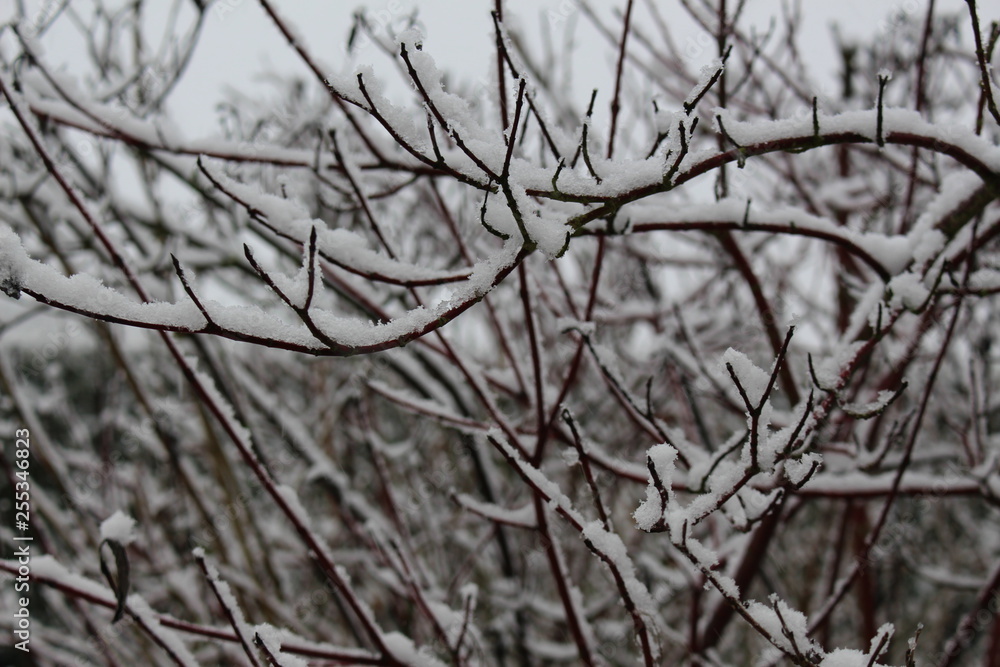Neige Neige