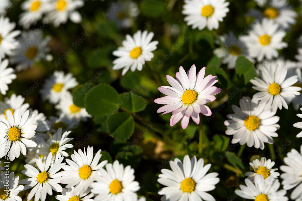Close-up of common daisy (Bellis perennis) blooming in a meadow in spring, Izmir / Turkey Close-up of common daisy (Bellis perennis) blooming in a meadow in spring, Izmir / Turkey