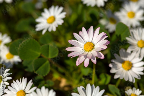 Close-up of common daisy  Bellis perennis  blooming in a meadow in spring  Izmir   Turkey