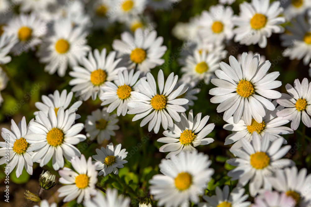 Close-up of common daisy (Bellis perennis) blooming in a meadow in spring, Izmir / Turkey Close-up of common daisy (Bellis perennis) blooming in a meadow in spring, Izmir / Turkey
