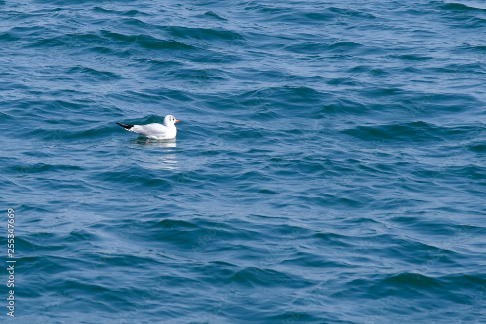 seagull seagull