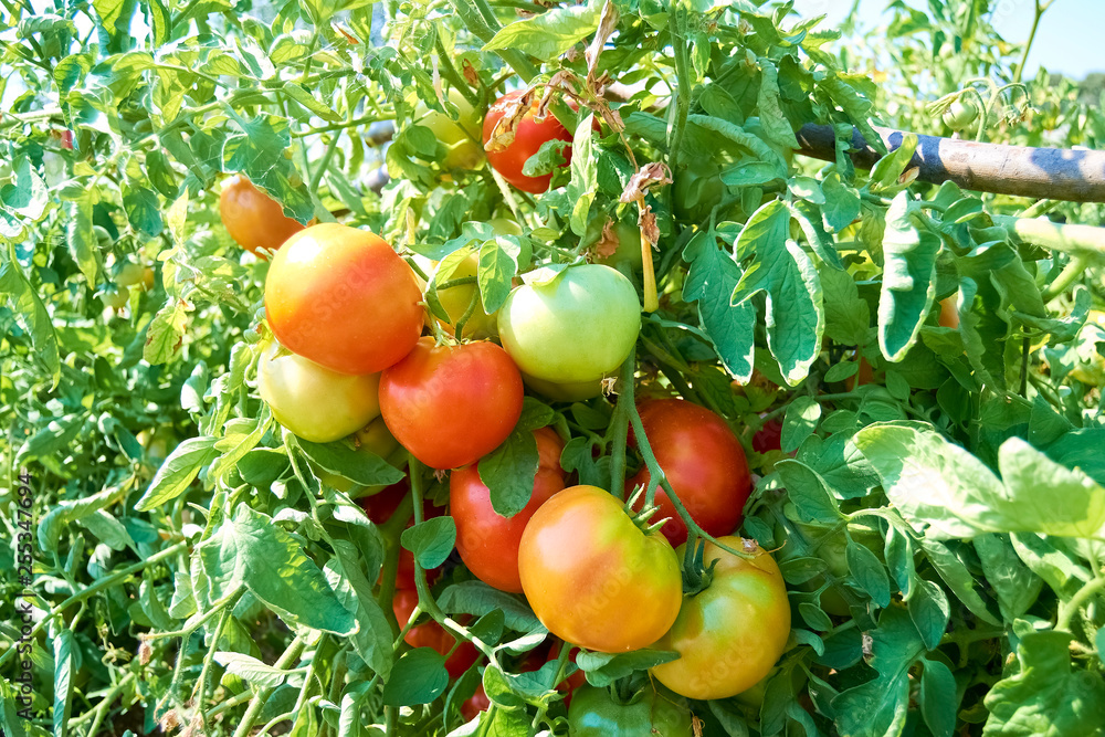 tomatoes in the bush