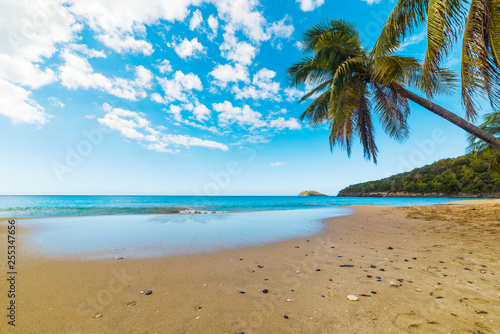 Palm trees and golden sand in La Perle beach in Guadeloupe