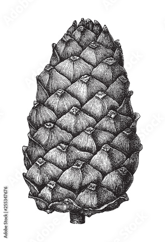 pine cone (stone pine) / Vintage illustration from Meyers Konversations-Lexikon 1897