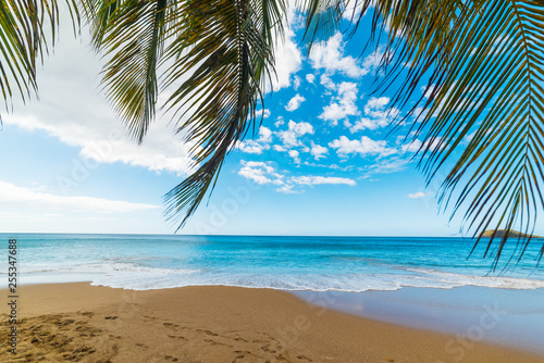 Palm branches by the sea in La Perle beach in Guadeloupe © Gabriele Maltinti