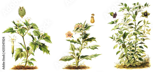 left Thorn Apple (Datura Stramonium), middle Henbane (Hyoscyamus niger), right Deadly Nightshade (Atropa Belladonna) - poisonous plants / vintage illustration from Meyers Konversations-Lexikon 1897