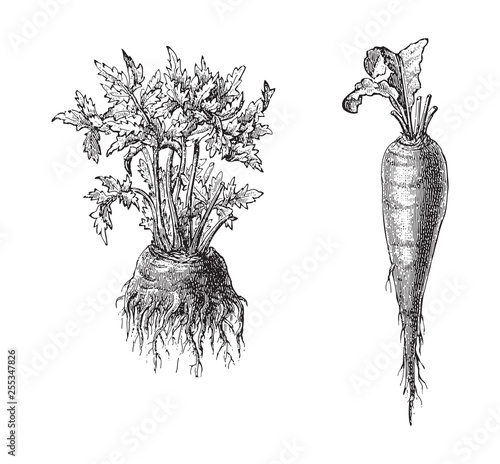 left celery and right beetroot - vegetable / vintage illustration from Meyers Konversations-Lexikon 1897