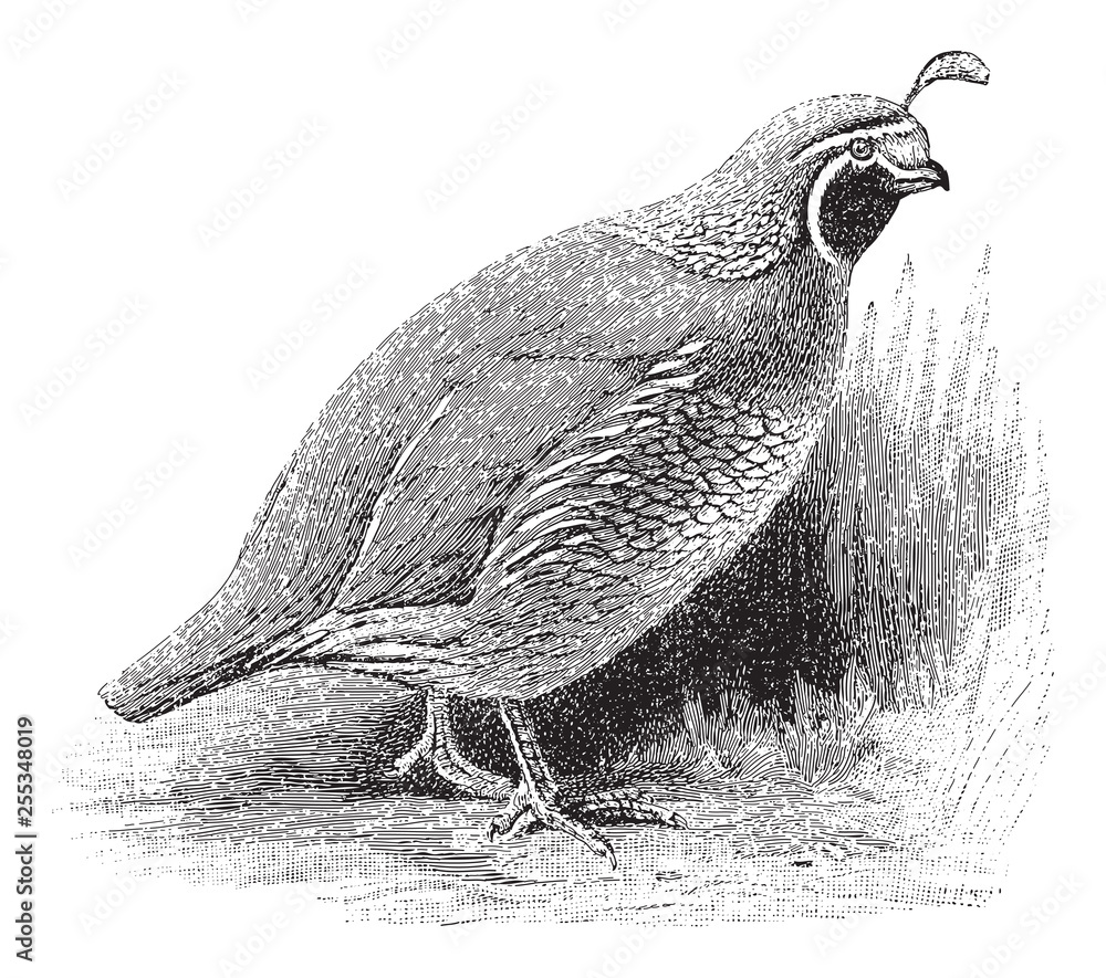 Fototapeta premium Quail (Lophortyx californicus) / vintage illustration from Meyers Konversations-Lexikon 1897