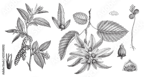 European or common hornbeam (Carpinus Betulus) / vintage illustration from Meyers Konversations-Lexikon 1897 photo
