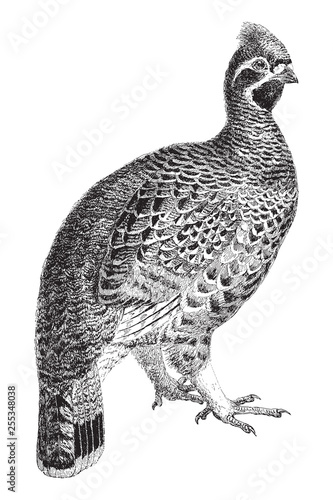Hazel-grouse (Bonasa sylvestris) / vintage illustration from Meyers Konversations-Lexikon 1897