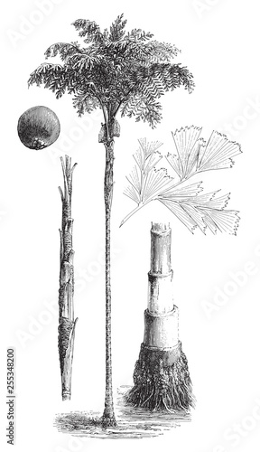 Solitary fishtail palm (Caryota urens) / vintage illustration from Meyers Konversations-Lexikon 1897 photo