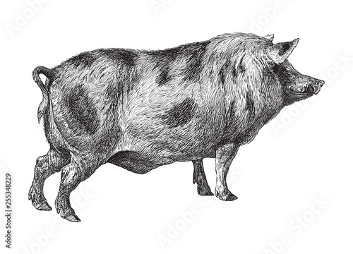 Berkshire pig / vintage illustration from Meyers Konversations-Lexikon 1897