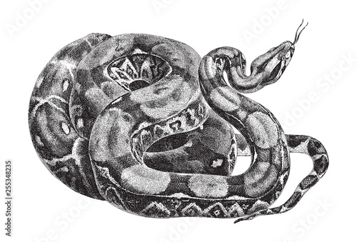 Boa constrictor (Boa constrictor) / vintage illustration from Meyers Konversations-Lexikon 1897