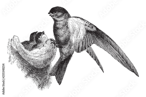 Glossy Swiftlet (Collocallia esculenta) / vintage illustration from Meyers Konversations-Lexikon 1897