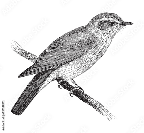 Spotted Flycatcher (Muscicapa grisola) / vintage illustration from Meyers Konversations-Lexikon 1897