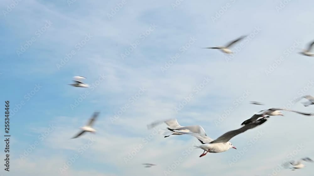 Seagull bird flying slow motion with blue sky Seagull bird flying slow motion with blue sky