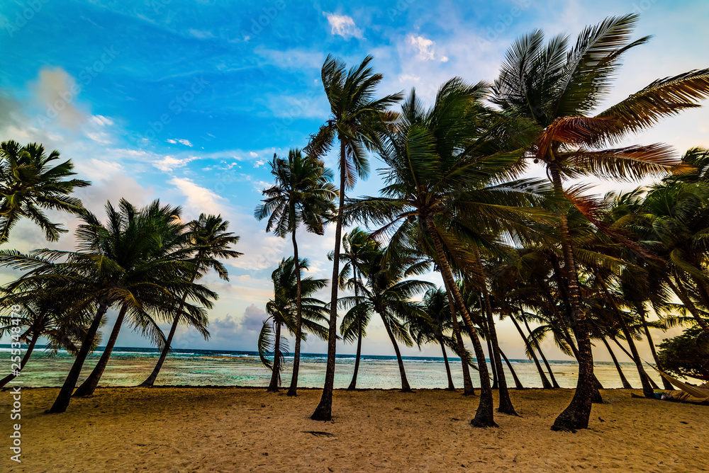 Obraz premium Palm trees by the sea in Bois Jolan beach at sunset