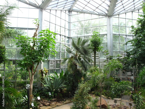 Tropical green plants in a greenhouse