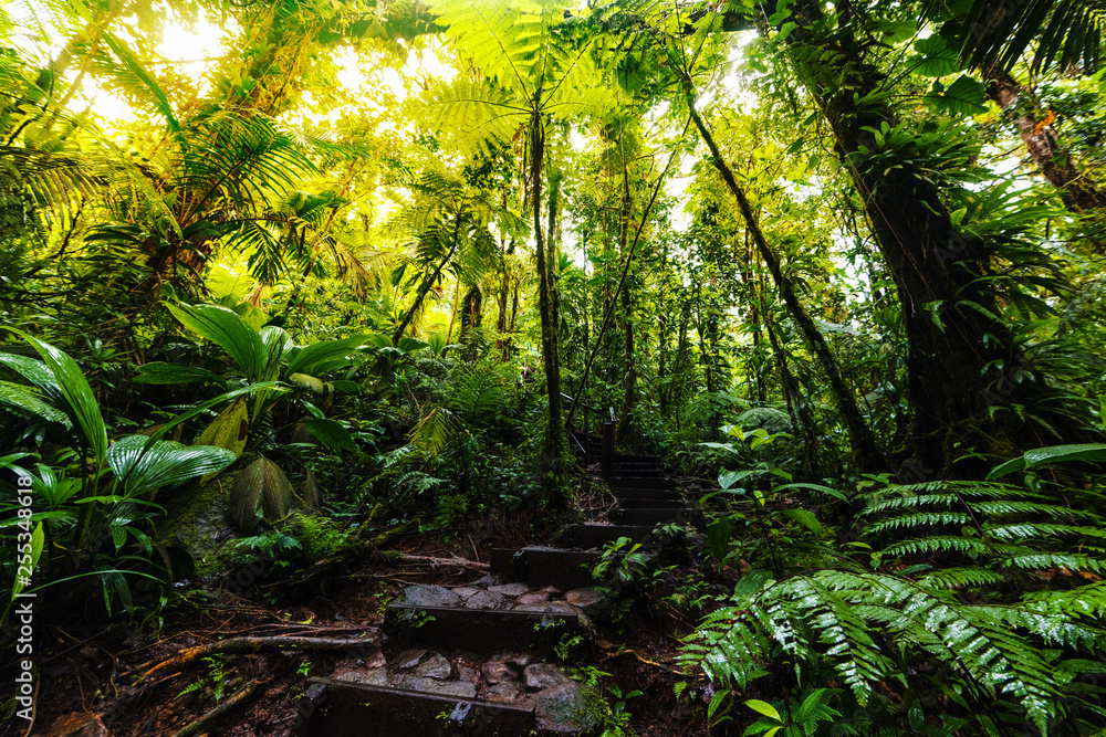 Fototapeta premium Stone steps in the Basse Terre jungle in Guadeloupe