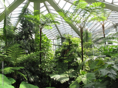 Tropical plants in a greenhouse