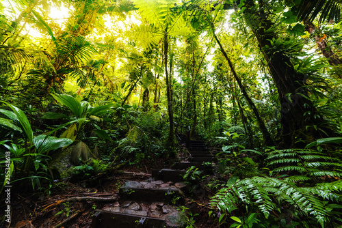 Stone steps in the Basse Terre jungle in Guadeloupe