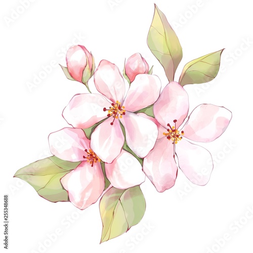 Floral bouquet. Sakura flowers isolated on white
