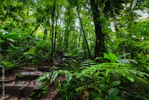 Green luxuriant vegetation in Basse Terre jungle in Guadeloupe