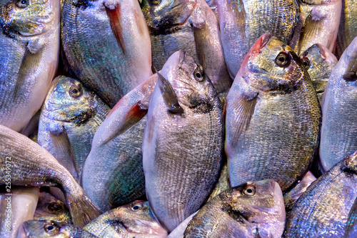 Gilt-head bream. photo