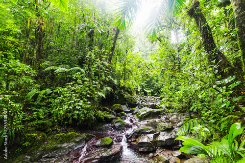 Small stream in Guadeloupe jungle