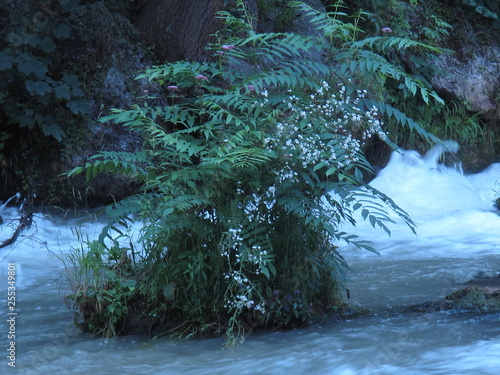 Plant near to a waterfall at the Englischergarten of Munich photo