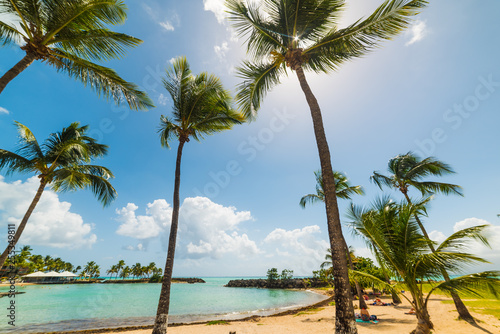Fototapeta Naklejka Na Ścianę i Meble -  Palm trees and clear water in bas du Fort beach in Guadeloupe