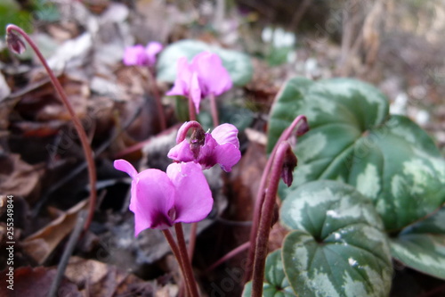 Vorfrühlings-Alpenveilchen - Cyclamen coum - Blüten - Blätter - wild winterhart 2