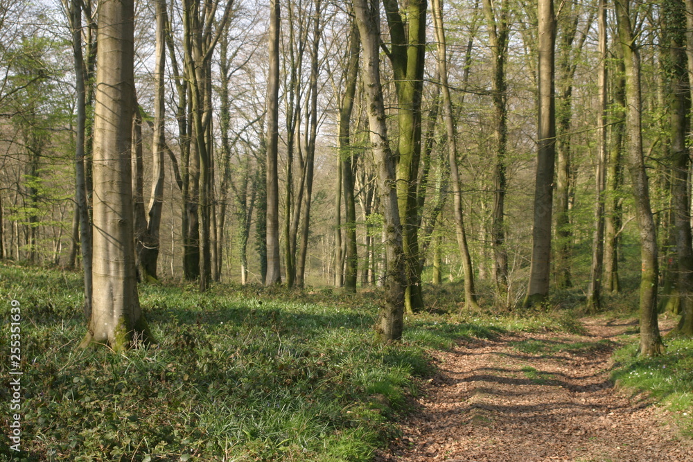Fototapeta premium Futaie de hêtre-4