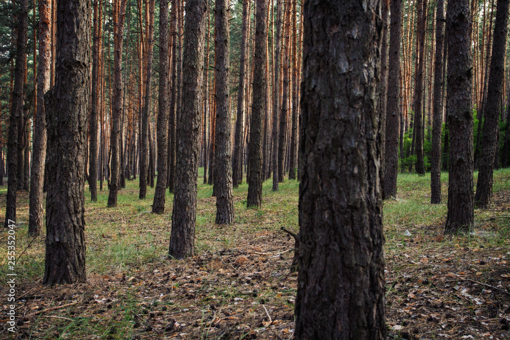 Pine forest. Can be used as wallpaper or background Pine forest. Can be used as wallpaper or background