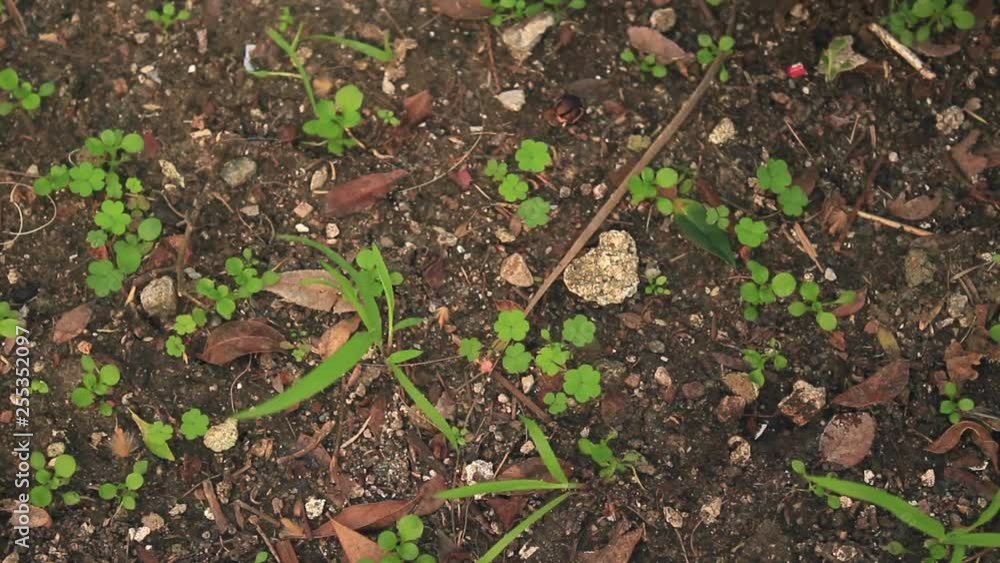 One Minute of a Gardener Pulling Weeds One Minute of a Gardener Pulling Weeds