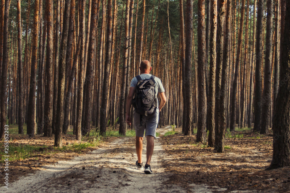 Traveler man walks with a backpack on a dirt road in a pine forest. Concept of hiking in the forest and mountains