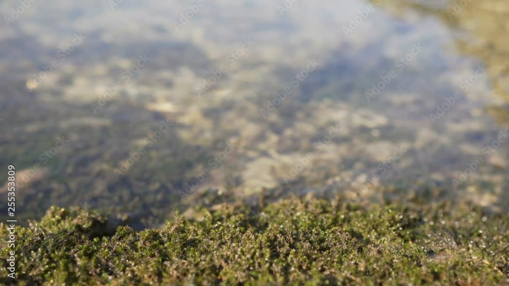 Seaweed on a stone washed by water of a mountain river Seaweed on a stone washed by water of a mountain river