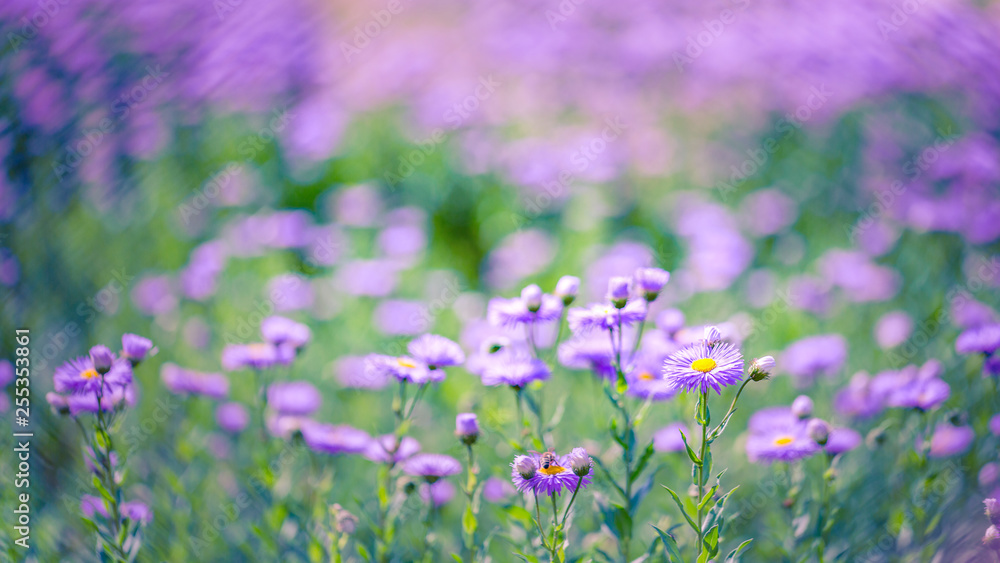 Fototapeta premium Purple flowers on beautiful bokeh background. Spring summer garden scene