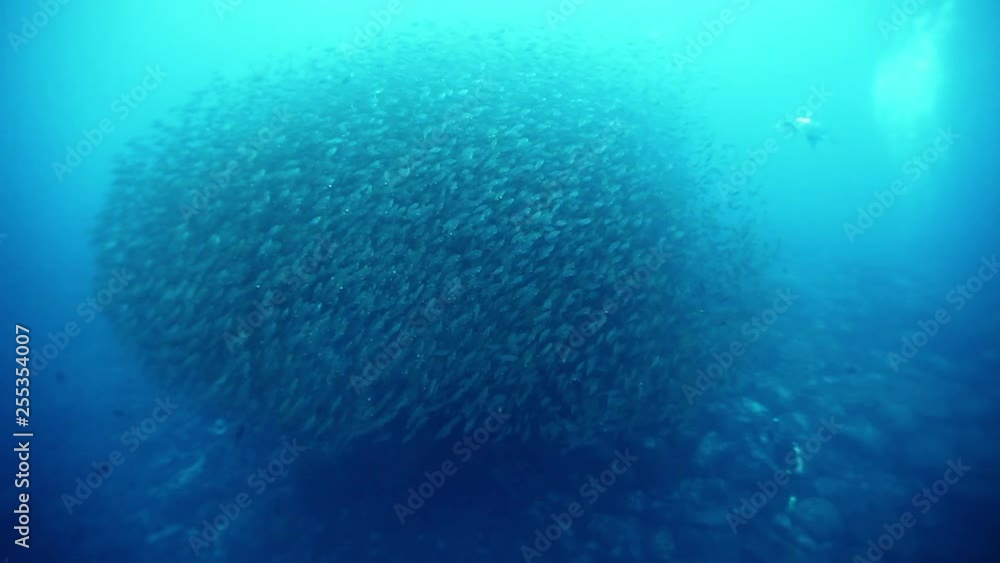 Sea turtle swims near school of fish grouped moving and changing shape. Sea turtle swims near school of fish grouped moving and changing shape.